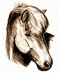 Das Logo-Pferd von Fróður: eine Bleistiftzeichnung eines Isländers, der sich umschaut